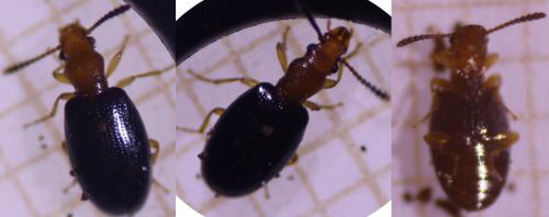 Vincenzellus ruficollis